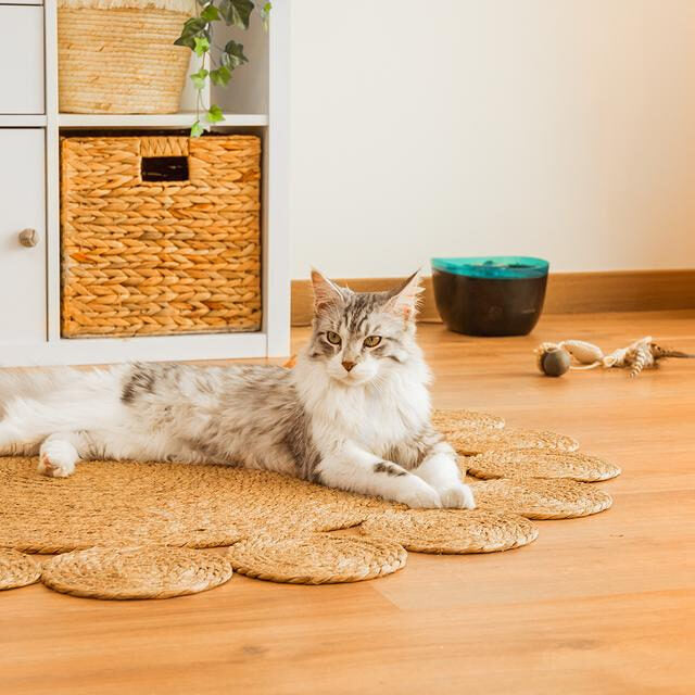 Cecotec Pumba 2200 Refresh Fontana automatica per animali domestici con capacità di 2 litri